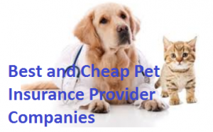 Best Pet Insurance Provider for Dogs
